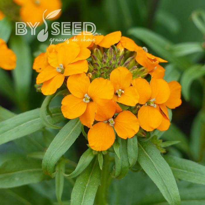 Giroflée de Sibérie Orange - Erysimum allionii