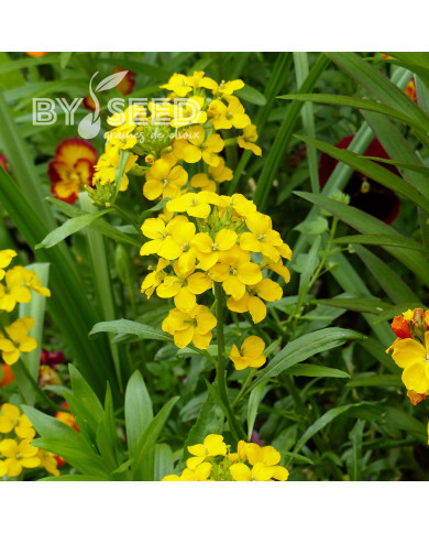 Giroflée de Sibérie Yellow - Erysimum allionii