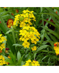 Giroflée de Sibérie Orange - Erysimum allionii