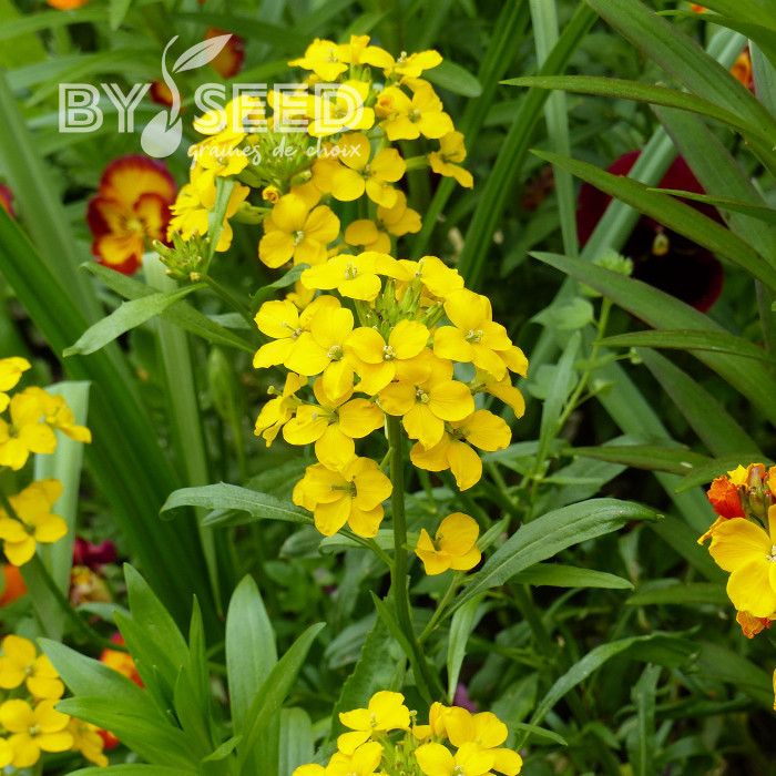 Giroflée de Sibérie Yellow - Erysimum allionii