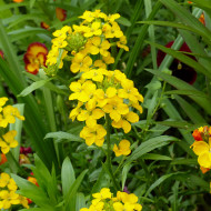 Giroflée de Sibérie Yellow - Erysimum allionii
