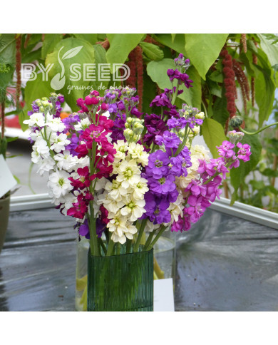 Giroflée quarantaine Anytime Formula Mix