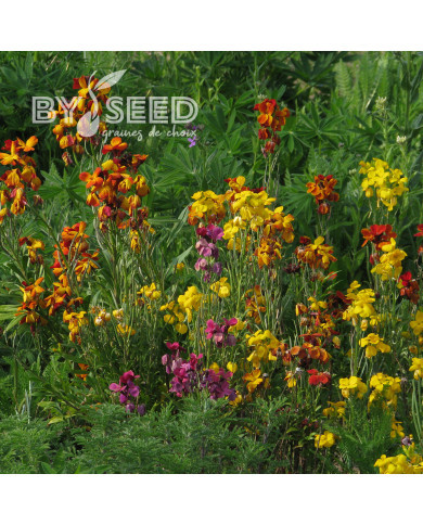 Giroflée ravenelle des jardins haute en mélange