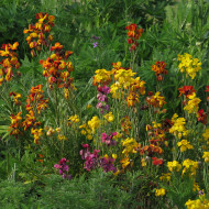 Giroflée ravenelle des jardins haute en mélange