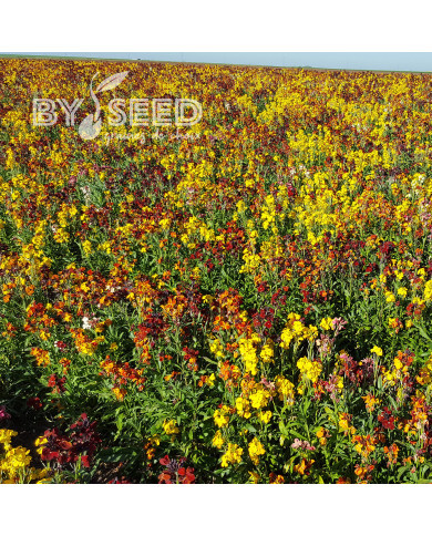 Giroflée ravenelle des jardins haute en mélange