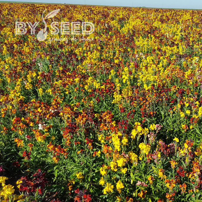 Giroflée ravenelle des jardins haute en mélange