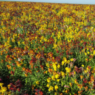 Giroflée ravenelle des jardins haute en mélange