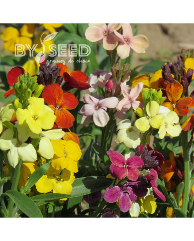 Giroflée ravenelle Fair Lady Mix