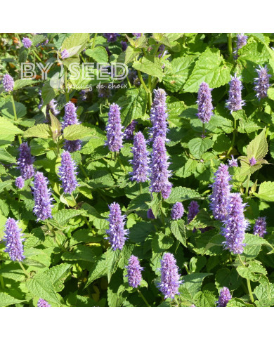 Agastache rugosa Blue Spike