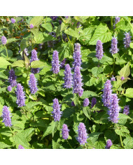 Agastache rugosa Alabaster