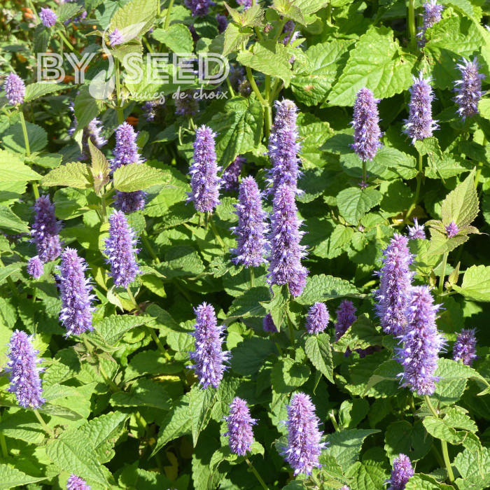 Agastache rugosa Blue Spike