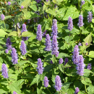 Agastache rugosa Blue Spike