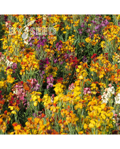 Giroflée ravenelle Fair Lady Mix