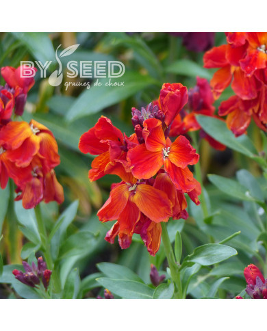 Giroflée ravenelle Scarlet Bedder