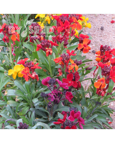 Giroflée ravenelle Tom Thumb Mix