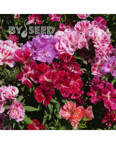 Godétia Azalaeflora mix