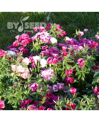 Godétia Azalaeflora mix