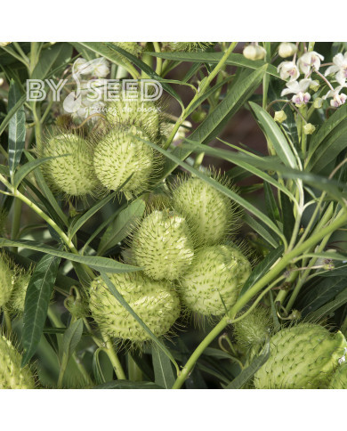 Gomphocarpus fruticosus Cottonbush