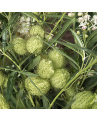 Gomphrena globosa Purple