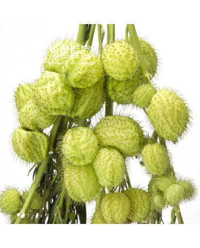 Gomphocarpus fruticosus Cottonbush