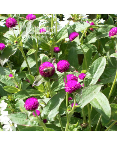 Gomphrena globosa Purple