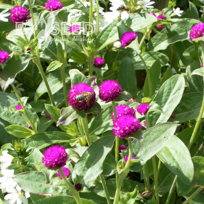 Gomphrena globosa Purple