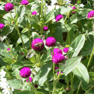 Gomphrena globosa Purple