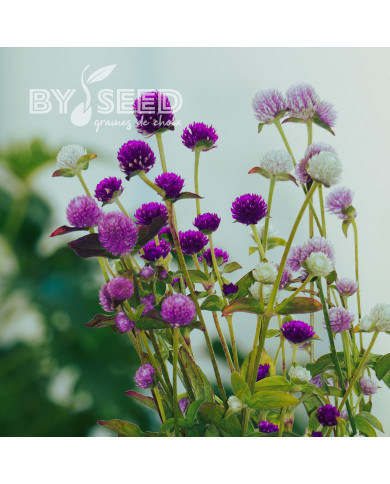 Gomphrena globosa QIS® Formula Mixture