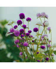 Gomphrena globosa Purple