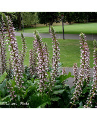 Amarante Queue-de-Renard Coral Fountain