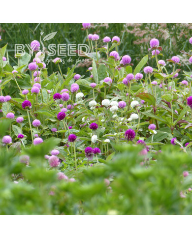 Gomphrena globosa QIS® Formula Mixture