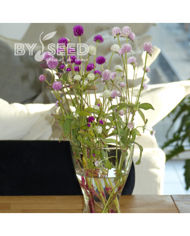 Gomphrena globosa QIS® Formula Mixture