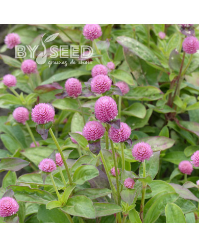 Gomphrena globosa Salmon Pastel