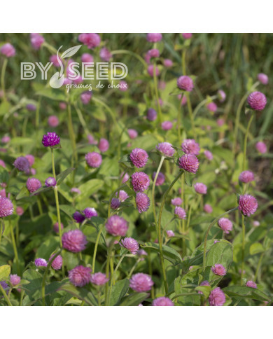Gomphrena globosa Salmon Pastel