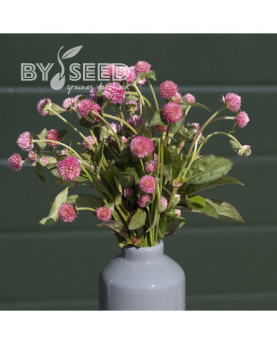Gomphrena globosa Salmon Pastel