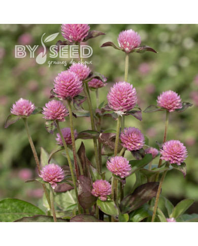 Gomphrena globosa Salmon Pastel