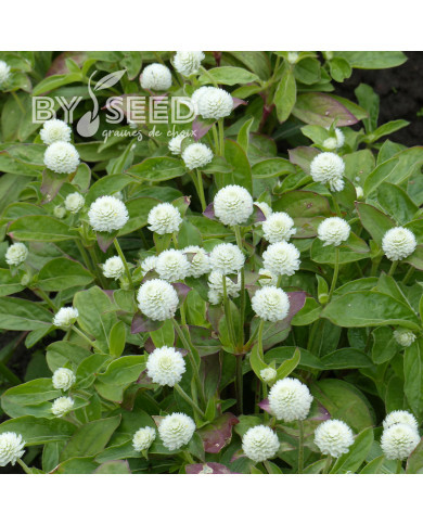 Gomphrena globosa White