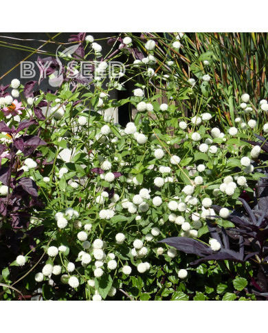 Gomphrena globosa White