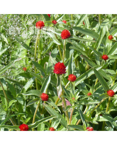 Gomphrena haageana Strawberry Fields