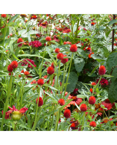 Gomphrena haageana Strawberry Fields