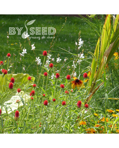 Gomphrena haageana Strawberry Fields