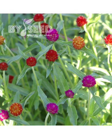 Gomphrena haageana QIS® Mix