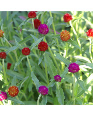 Goniolimon - Limonium tataricum - Statice