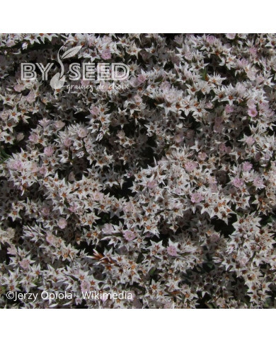 Goniolimon - Limonium tataricum - Statice