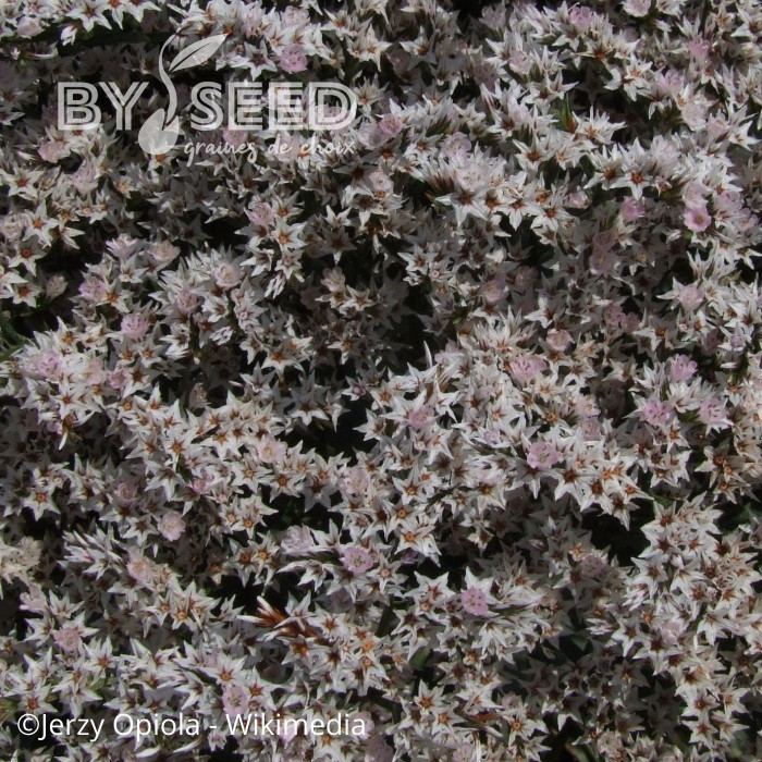 Goniolimon - Limonium tataricum - Statice