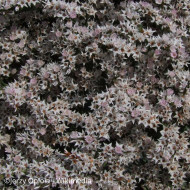 Goniolimon - Limonium tataricum - Statice