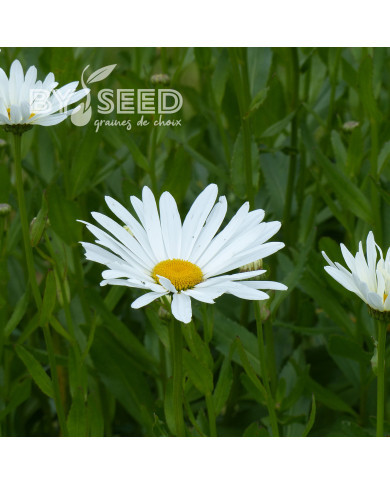 Grande marguerite Alaska