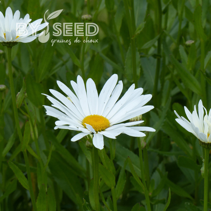 Grande marguerite Alaska