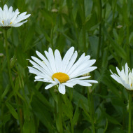 Grande marguerite Alaska