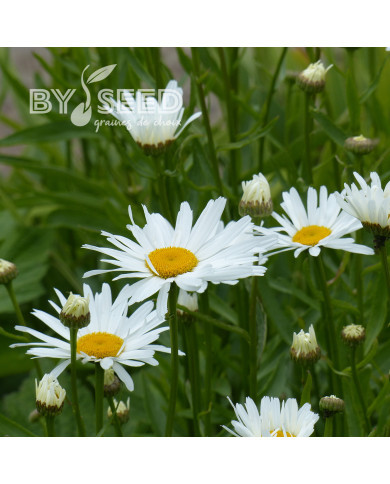 Grande marguerite Alaska